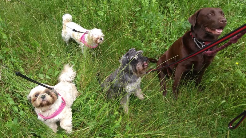 Four dogs on leads together in long grass on a group walk