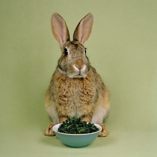 A rabbit being fed during a small-pet visit